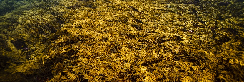 海藻糖檢測